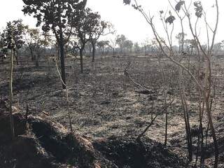 Mato e pequenas árvores ficaram completamente queimados (Foto: Ronie Cruz)