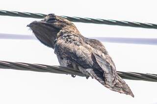 O pássaro também foi flagrado na fiação elétrica na tarde de hoje, na rua da Paz.(Foto:Marcelo Calazans)
