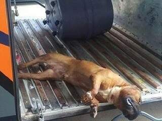 Animal foi transportado em bagageiro de ônibus e morreu durante a viagem de Campo Grande a Corumbá. (Foto: Reprodução/ Facebook)