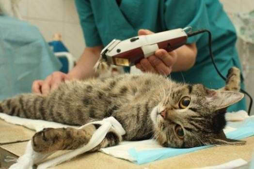 Marquinhos anuncia inten&ccedil;&atilde;o de construir hospital p&uacute;blico para animais