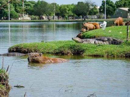 População não respeita distância e prefeitura retira  jacarés de lagoa 