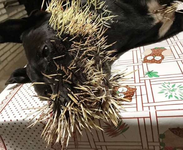 Em briga com porco espinho, cadela e filhotes ficam feridos