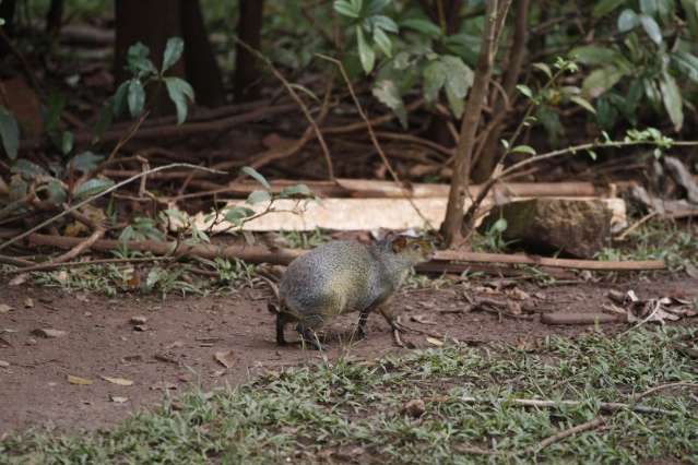 Vizinhos de reserva na Capital dizem que animais est&atilde;o desaparecendo