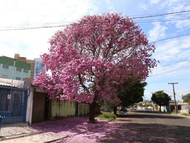 Projeto tem como meta plantar 1,6 mil ip&ecirc;s rosa em 40 bosques de MS