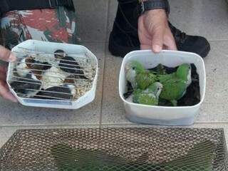 Flagrado com filhotes de aves, paranaense &eacute; multado em R$ 20 mil