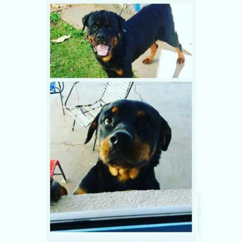 Casal de rottweiler Suzy e Hulk volta para casa depois de &#039;passeio&#039;