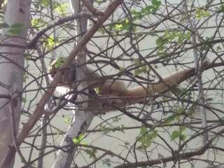 Macaco perambula por árvores no entorno da Prefeitura da Capital