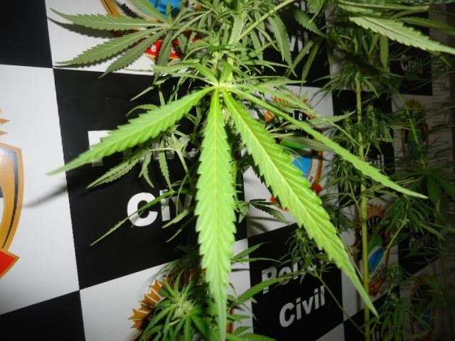 Jovem de 19 anos alega uso medicinal para cultivar maconha em casa