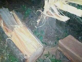 Toras de madeiras encontradas em fiscalização no Santo Antônio (Foto: PMA/Divulgação)