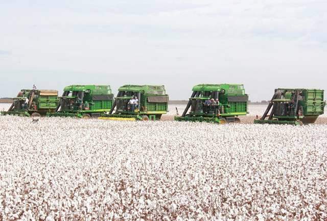 Produtores colhem 90% de algod&atilde;o e reclamam de pre&ccedil;o de comercializa&ccedil;&atilde;o