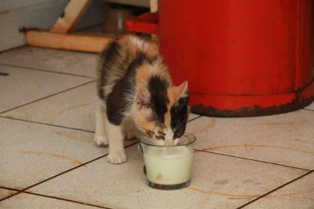 Bombeiros resgatam gato de &aacute;rvore e frentistas ganham novo mascote 