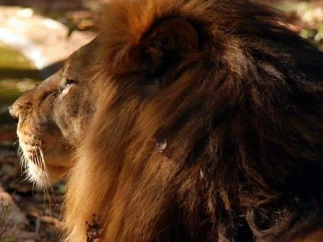  A poucos dias do resgate, le&atilde;o Antuak j&aacute; recebeu R$ 24 mil da prefeitura de Ivinhema