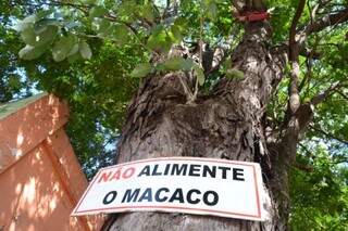 Placa e macaco mecânico foram colocados em uma árvore, em frente a uma casa abandonada. (Foto: Minamar Junior)