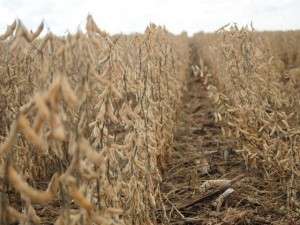 Agroneg&oacute;cio mant&eacute;m cidades no topo do IDH de MS h&aacute; 20 anos