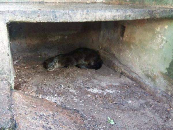 Lontra &eacute; resgatada de quintal de casa; caso considerado raro pela PMA