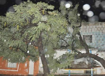  Tempestade em Corumbá derruba árvores e provoca alagamentos 