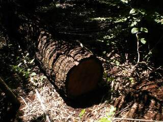A fazendeira foi multada em R$ 8 mil por derrubar árvores da espécie aroeira. (Foto: divulgação)