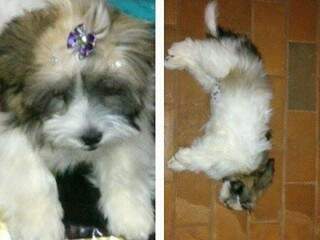 Cachorra Luly morreu durante banho. (Foto: Anda)