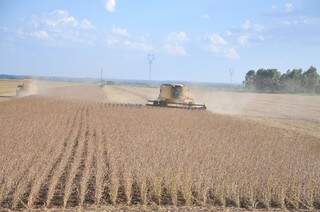 Produção de soja e milho em MS são destaques nacionais, segundo levantamento do IBGE. (Foto: Arquivo /Campo Grande News)