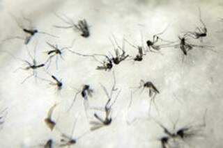 Aedes modificado pode ajudar no controle da espécie selvagem. (Foto:Ministério da Saúde/divulgação)