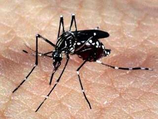 Mosquito Aedes Aegypti (Foto: Agência Brasil/Arquivo)
