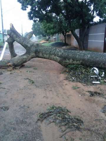 &Aacute;rvore &eacute; cortada da noite para o dia e deixada no meio da rua no Jardim Tijuca