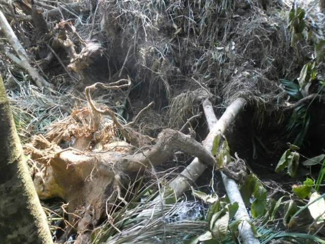 Propriet&aacute;ria rural desmata &aacute;rea de preserva&ccedil;&atilde;o e &eacute; multada em R$ 5 mil