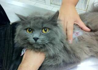 A gata Mel: segundo ferimento de chumbinho em um mês. (Foto: Divulgação)