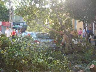 Àrvore caiu em cima de veículos. (Foto: Nyelder Rodrigues) 