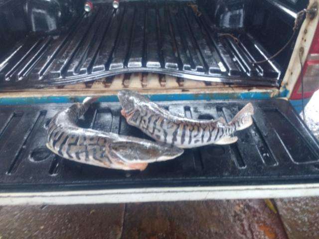 Agente de sa&uacute;de de Campo Grande &eacute; preso com pescado ilegal na MS-354