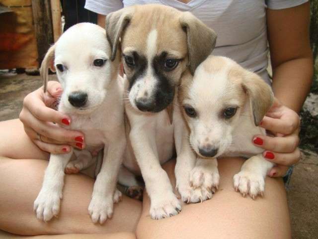 Altos da Afonso Pena tem feira de ado&ccedil;&atilde;o de animais neste s&aacute;bado