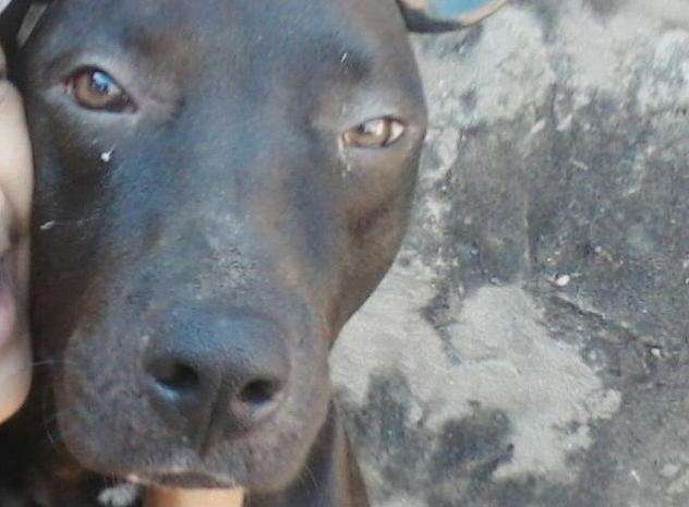 Pitbull morto por PM era d&oacute;cil, criado como filho e nunca atacou ningu&eacute;m