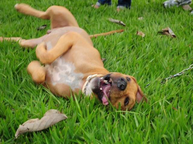 Decis&atilde;o da Justi&ccedil;a Federal autoriza tratamento de c&atilde;es com leishmaniose