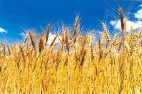 Leilão de trigo negocia 27% do total ofertado por produtores de MS