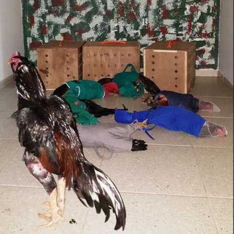 Quatro homens s&atilde;o presos ao serem flagrados com sete galos de rinha