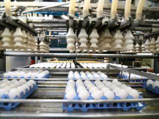 Ovos durante o processo de seleção na central da Camva, em Terenos (Foto: Marcos Ermínio)