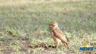 Capital da observa&ccedil;&atilde;o de aves, Campo Grande tem 400 esp&eacute;cies pelo c&eacute;u