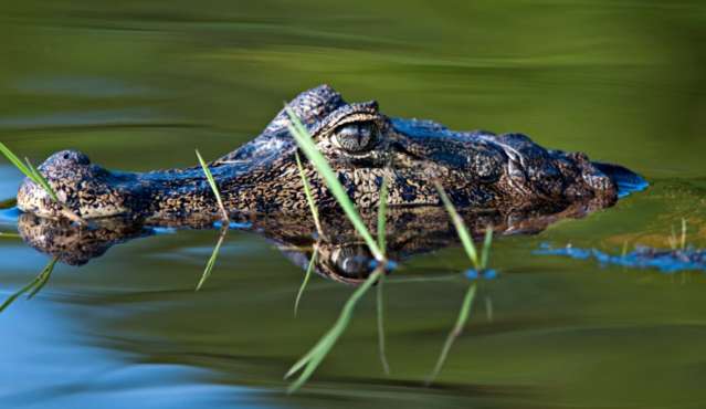 Pantanal sobrevive, quando 64% de &aacute;reas &uacute;midas j&aacute; desapareceram