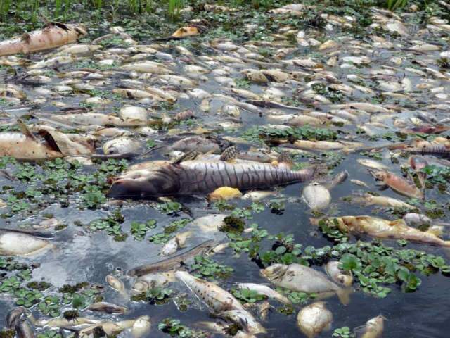  Relat&oacute;rio confirma decoada como causa de morte de peixes no Rio Negro