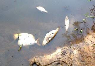 Foto mostra peixes mortos no  córrego Esperança. (Foto: Nova News)