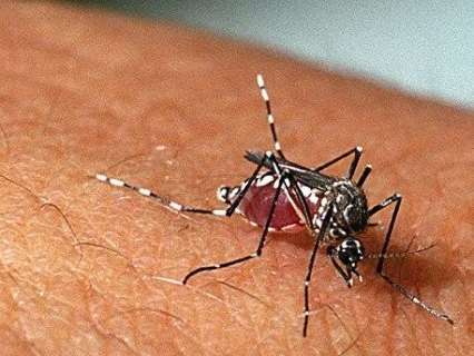 Dengue dá trégua e temor das autoridades é com a chikungunya 