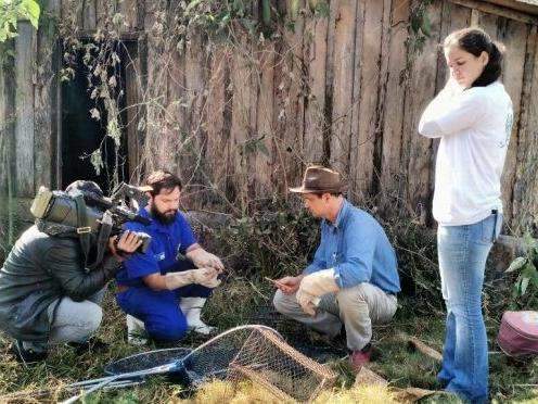 Iagro instala armadilhas para capturar morcegos ap&oacute;s caso de raiva bovina