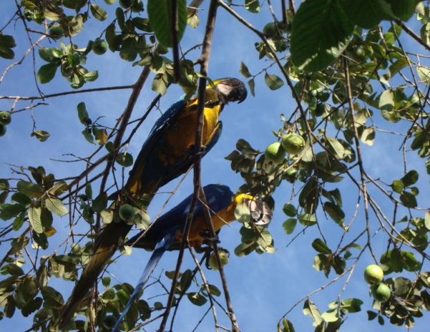  Leitor flagra araras Canind&eacute; se alimentando em &aacute;rvore no bairro Amamba&iacute;