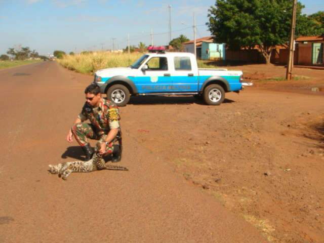 PMA encontra jaguatirica morta na Vila Popular, em Campo Grande