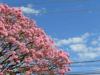 Ipê rosa em meio ao céu de Campo Grande, com tempo aberto na manhã deste domingo (15). (Foto: Marina Pacheco)