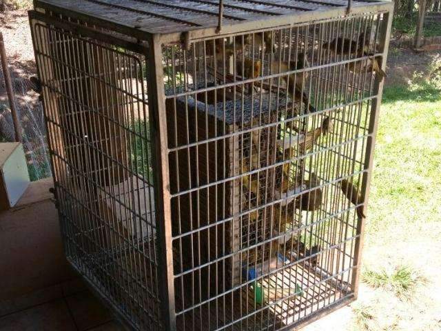 Dupla de Alagoas &eacute; flagrada tentando atravessar MS com 167 can&aacute;rios