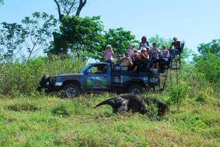 Turistas avistam tamanduá em safári fotográfico na Fazenda São Francisco, no Pantanal sul-mato-grossense (Foto: Heberton Alves)