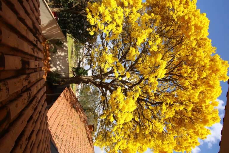 Ipês decoram Campo Grande de amarelo para festa de aniversário - Capital -  Campo Grande News