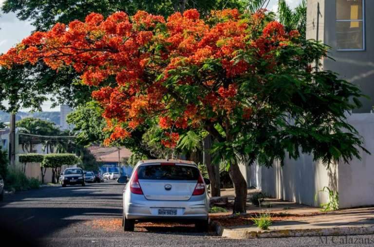 Árvore se exibe em vermelho.(Foto: Marcelo Calazans)
