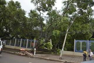 Árvore atingiu muro da escola Joaquim Murtinho. (Foto:Rodrigo Pazinato)